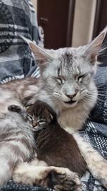Maine coon gattini cuccioli