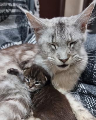 Maine coon gattini cuccioli