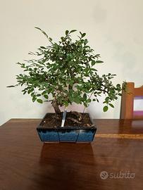 Olmo Cinese (Ulmus Parvifolia)