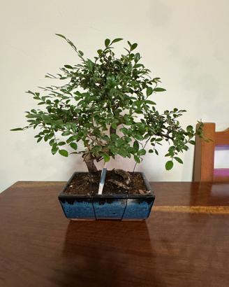 Olmo Cinese (Ulmus Parvifolia)