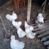 Amrock moroseta sabelpoot galline