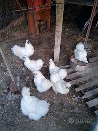 Amrock moroseta sabelpoot galline