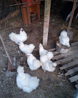 Amrock moroseta sabelpoot galline