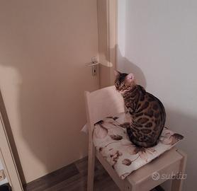 Bengala con accessori completi e documentazione
