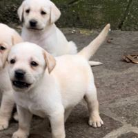 Labrador