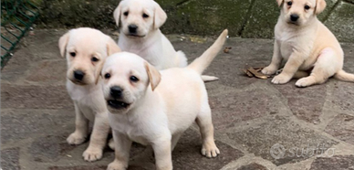Labrador
