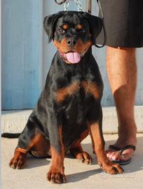 Cucciola dí rottweiler
