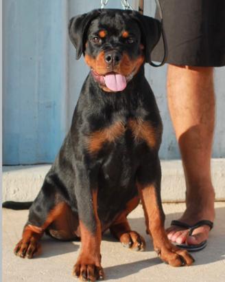 Cucciola dí rottweiler
