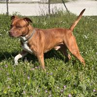 Pitbull terrier per monta