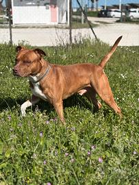 Pitbull terrier per monta