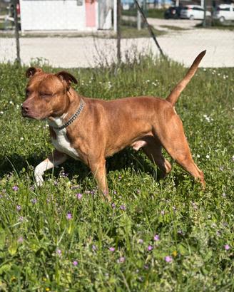 Pitbull terrier per monta
