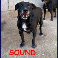 SOUND buono e festoso aspetta una famiglia che lo