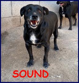 SOUND buono e festoso aspetta una famiglia che lo