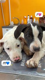 Cuccioli mix pit molossi