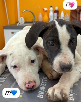 Cuccioli mix pit molossi