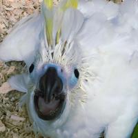 Ara, Amazzoni, Cacatua e cenerini all.a mano 2026