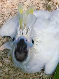 Ara, Amazzoni, Cacatua e cenerini all.a mano 2026