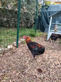 Gallettini Araucana