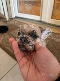Cucciolo Bulldog Francese