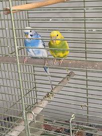 Gabbia e accessori + cocorite