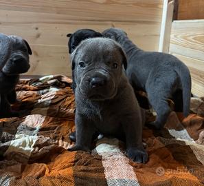 Cuccioli di Cane Corso