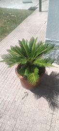 Palma cycas