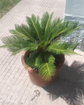 Palma cycas