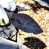 Colocasia Black Magic