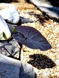 Colocasia Black Magic