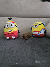 Cuccioli di barboncino red