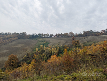Terreno agricolo collinare