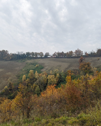 Terreno agricolo collinare