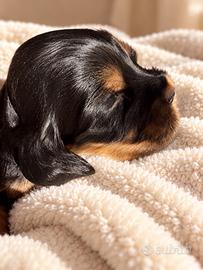 Cuccioli di Coker Spaniel Inglese con Pedigree