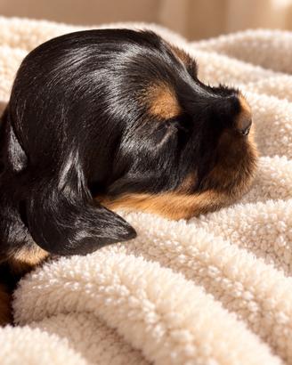 Cuccioli di Coker Spaniel Inglese con Pedigree