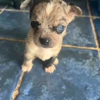 Cuccioli di Chihuahua