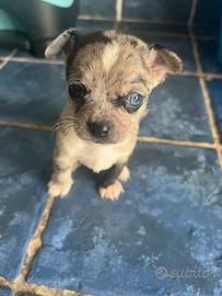 Cuccioli di Chihuahua