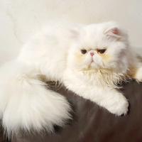 Stupendo gatto persiano ipertipico