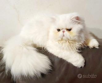 Stupendo gatto persiano ipertipico