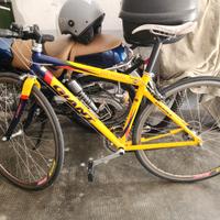 giant tcr team agonistico scaloped