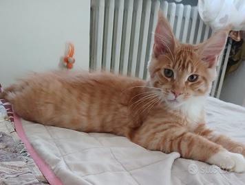 Maschietto Maine coon