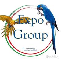 Pulli di Ara - Cacatua - Cenerini per Negozianti