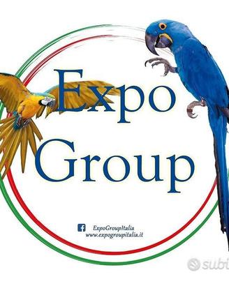 Pulli di Ara - Cacatua - Cenerini per Negozianti