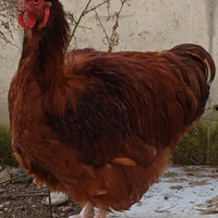 Galli Orpington rossa