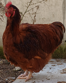Orpington rossa (galli)