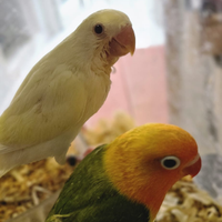 Domestici allevati a mano