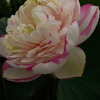 fior di loto dasajin large versicolor 