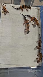 Eublepharis macularius