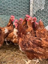 Galline ovaiole rosse