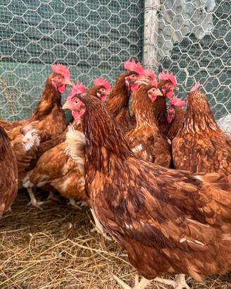 Galline ovaiole rosse