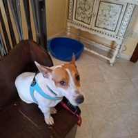 Jack russel di 4 anni